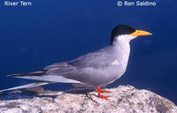 River Tern - Sterna aurantia