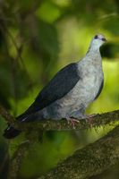 White headed Pigeon