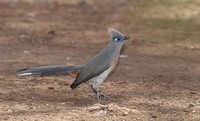 Crested Coua (Coua cristata) photo