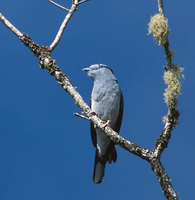 Cuckoo-Roller (Leptosomus discolor) photo