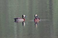 White-faced Whistling-Duck - Dendrocygna viduata