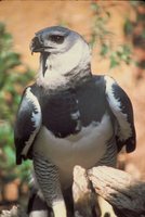 Harpy Eagle - Harpia harpyja