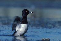 Ring-necked Duck (Aythya collaris) photo