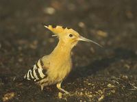 Eurasian Hoopoe (Upupa epops) photo