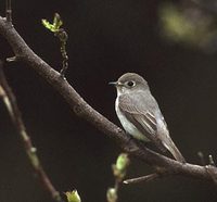 Asian Brown Flycatcher (Muscicapa dauurica) photo