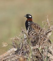 Black Francolin (Francolinus francolinus) photo