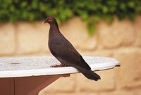 Scaly-naped Pigeon - Patagioenas squamosa