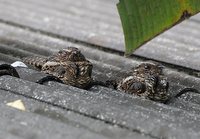 Blackish Nightjar - Caprimulgus nigrescens