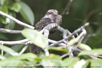 Ladder-tailed Nightjar - Hydropsalis climacocerca