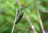 Green-breasted Mango - Anthracothorax prevostii