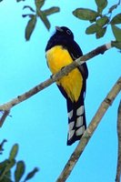 Black-headed Trogon - Trogon melanocephalus