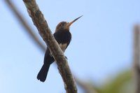 Brown Jacamar - Brachygalba lugubris