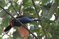 Plate-billed Mountain-Toucan - Andigena laminirostris