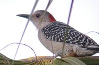 Red-bellied Woodpecker - Melanerpes carolinus