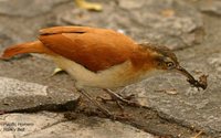 Pale-legged Hornero - Furnarius leucopus