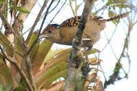 Giant Antshrike - Batara cinerea