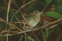 Northern Slaty-Antshrike - Thamnophilus punctatus