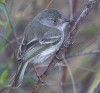 Pearly-vented Tody-Tyrant - Hemitriccus margaritaceiventer