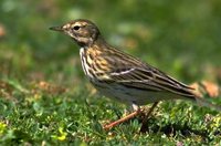 Meadow Pipit - Anthus pratensis