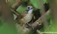 Short-tailed Babbler - Malacocincla malaccensis