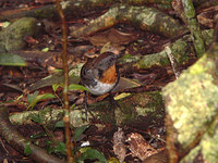 Southern Logrunner - Orthonyx temminckii