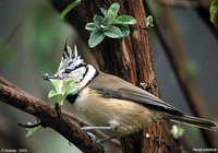 Crested Tit - Lophophanes cristatus