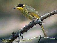 Yellow-tufted Honeyeater - Lichenostomus melanops