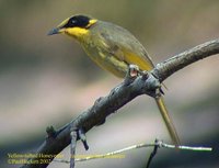 Yellow-tufted Honeyeater - Lichenostomus melanops