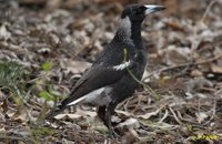 Australasian Magpie - Gymnorhina tibicen