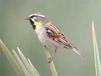 Dead Sea Sparrow - Passer moabiticus