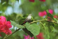 Lavender Waxbill - Estrilda caerulescens