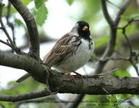 Harris' Sparrow - Zonotrichia querula