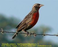 Red-breasted Blackbird - Sturnella militaris