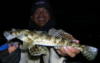 fat flathead (Cymbacephalus nematophthalmus)