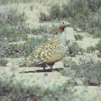 Black-bellied Sandgrouse