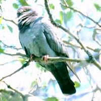 Eversmann's Dove