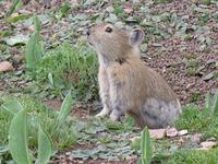 Black-lipped Pika (Ochotona curzoniae)