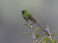 Green tailed Trainbearer (Lesbia nuna)