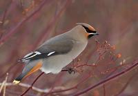 Bohemian Waxwing