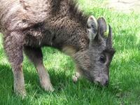 Central Chinese Goral