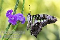 Tailed jay butterfly Graphium agamemnon stock photo