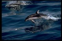 Pacific White-Sided Dolphin 314029.jpg (91733 bytes)