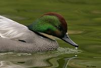 Falcated Duck, Escondido, CA