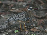 Sunbittern