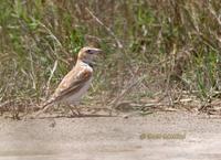 Mongolian lark C20D 02797.jpg