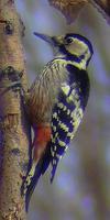 White-backed Woodpecker