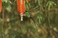 Red-billed Streamertail