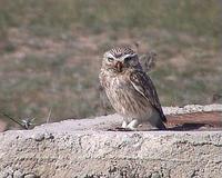 Sycek obecny (Athene noctua)