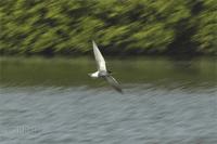 Black Tern at Venus Pool (May 2005) by Paul King