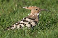 The Much Wenlock Hoopoe